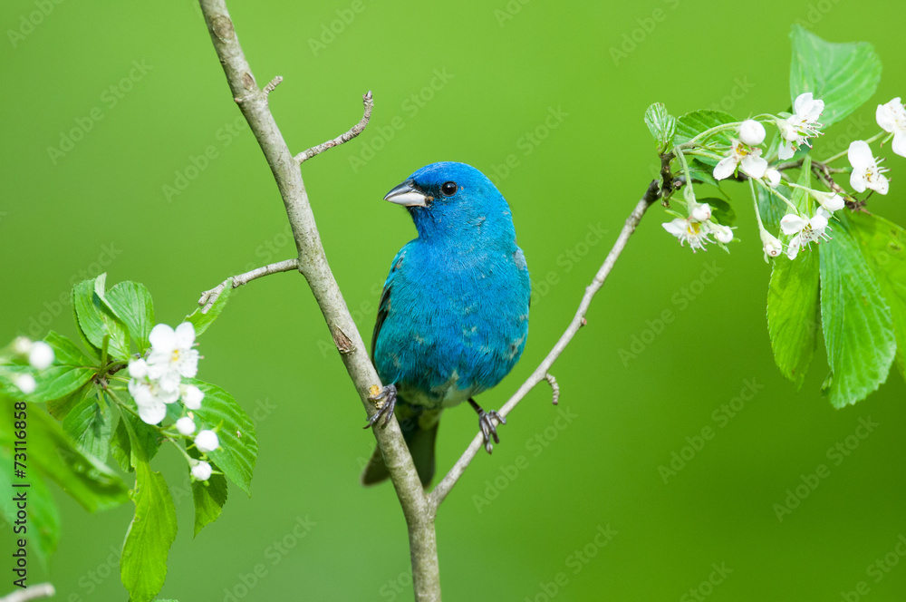 Indigo Bunting