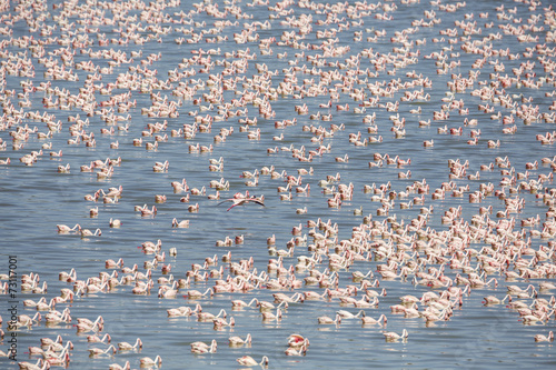 Canvas Print Large colony of pink flamingos in Africa