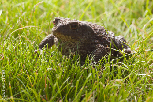 frog sitting on green grass