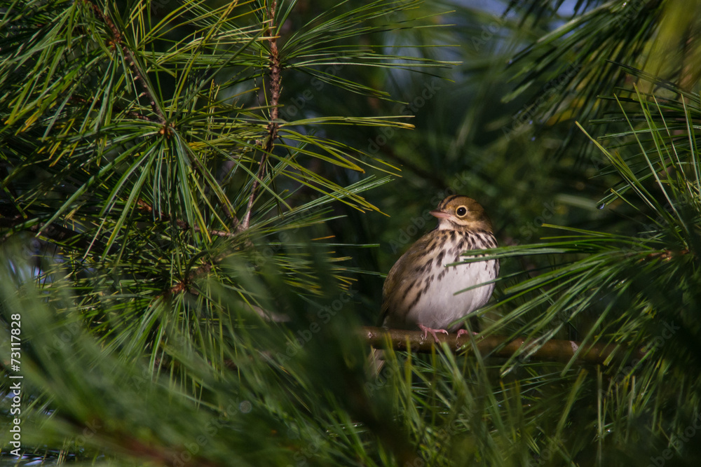 Ovenbird Ovenbird