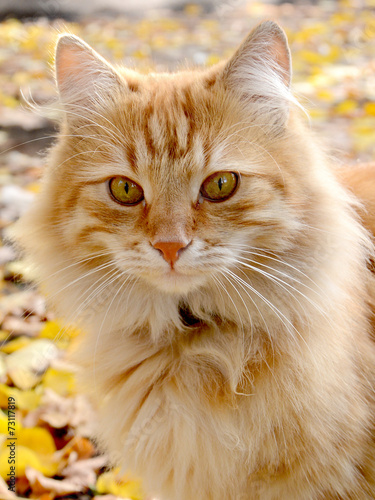 portrait of cat