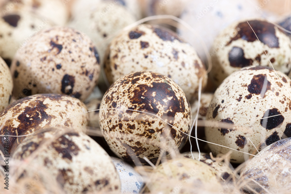 quail eggs lie in a nest on the boards quail eggs lie in a nest on the boards