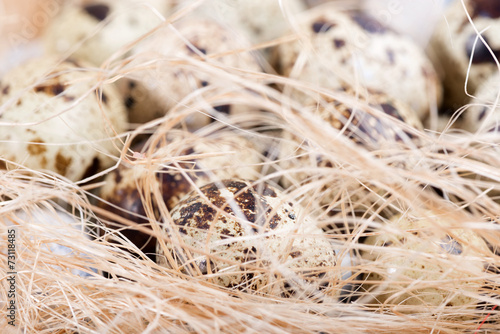 quail eggs lie in a nest on the boards