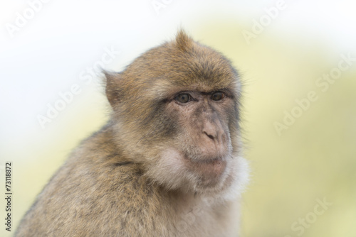Ape Portrait © GordonGrand