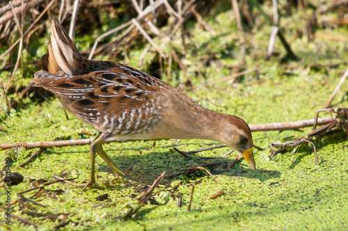 Sora Rail photo