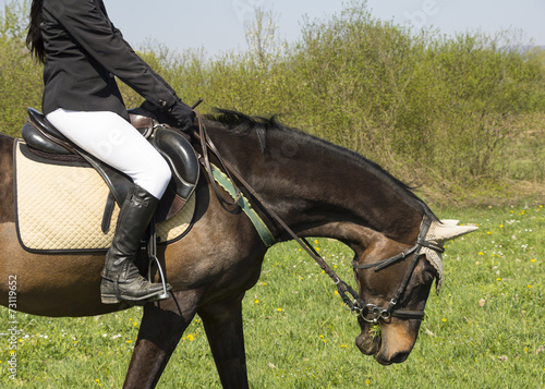 Dressage horse photo