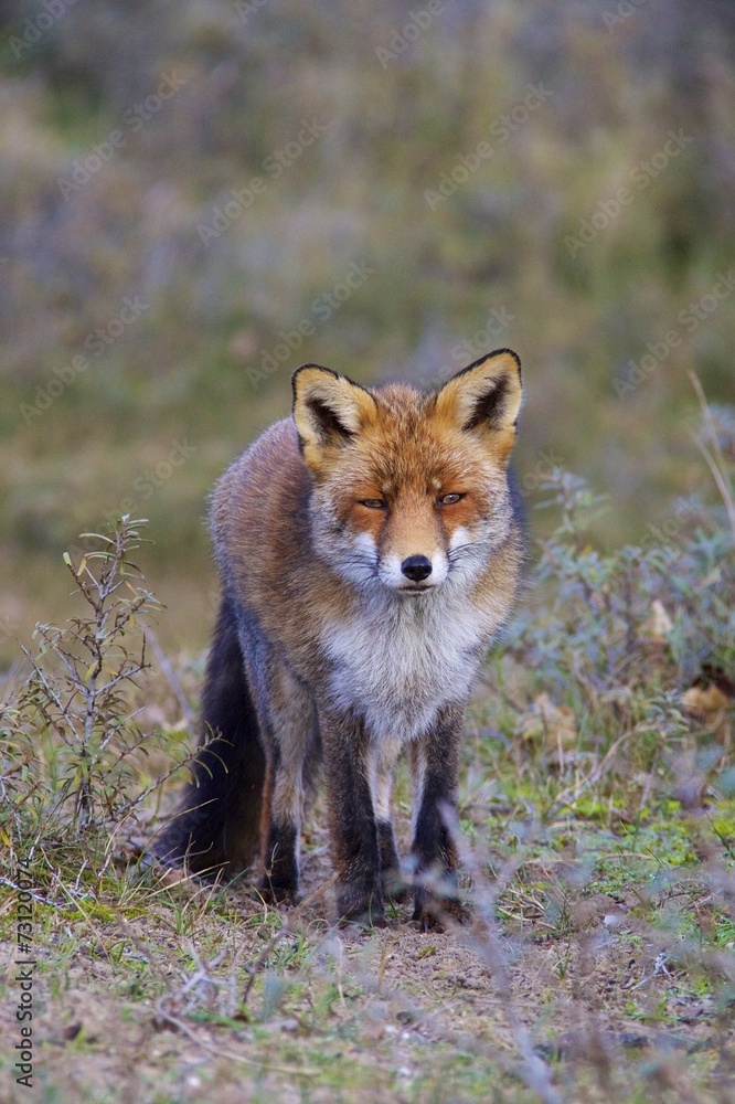 Fox Fox