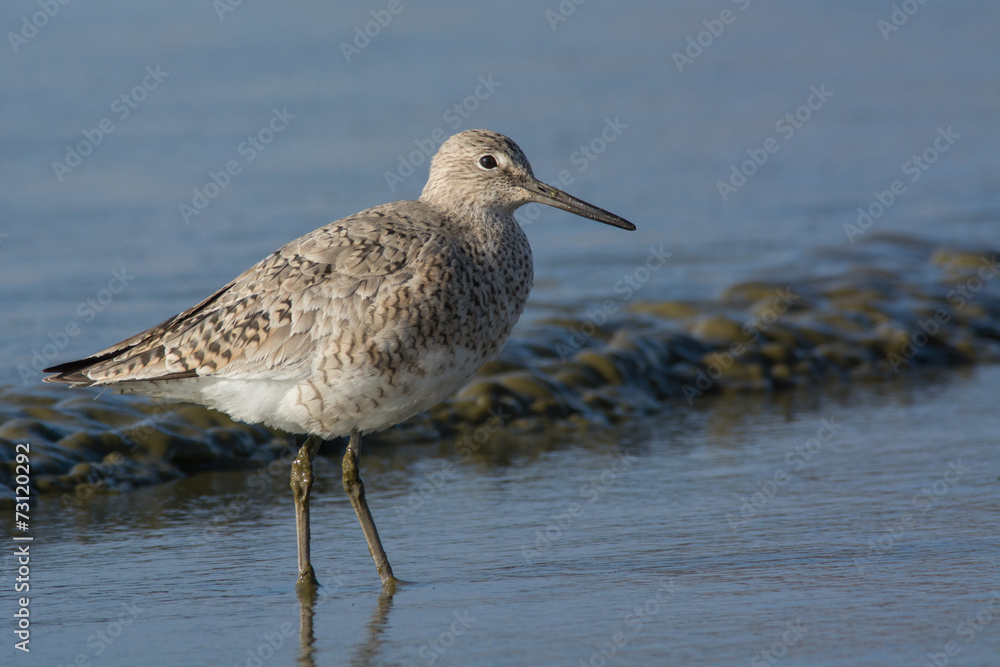 Willet Willet