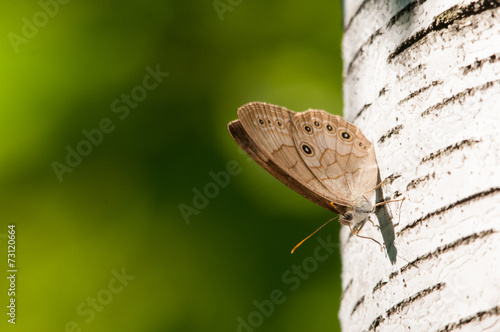 Appalachian Brown photo