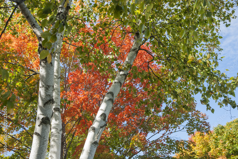 Fototapeta premium Autumn leaf colors on silver birch trees