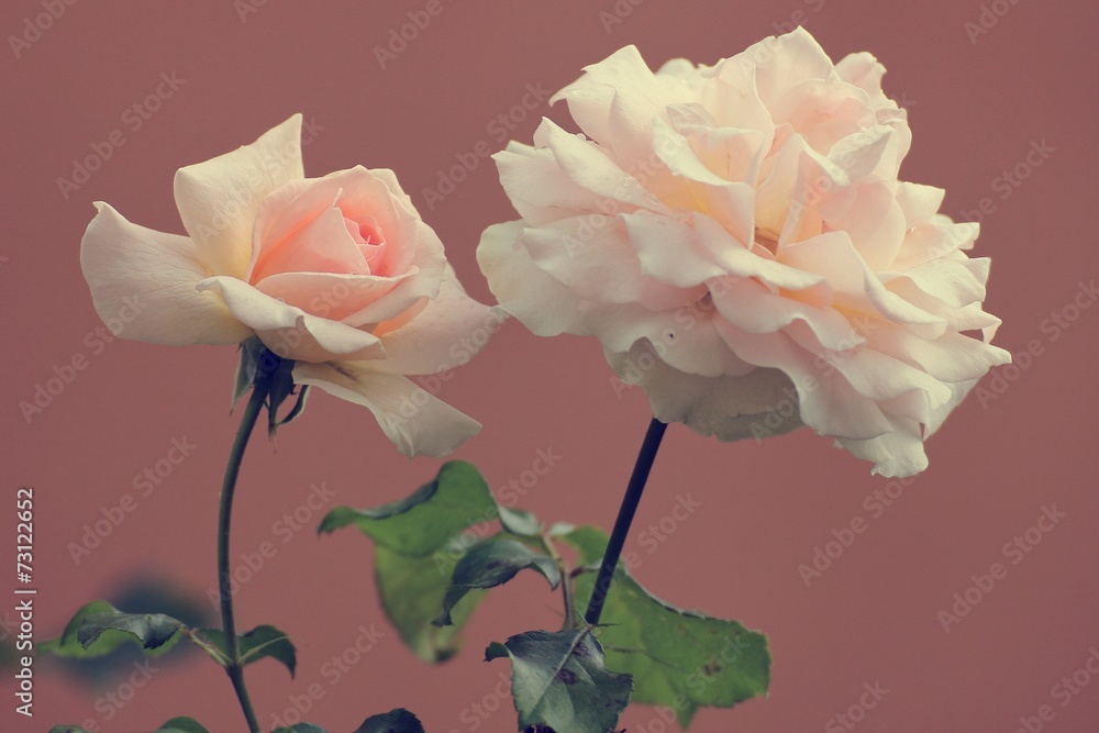 Obraz premium Vintage roses