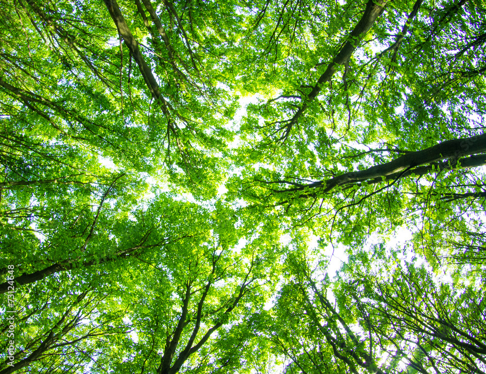 Fototapeta premium green forest