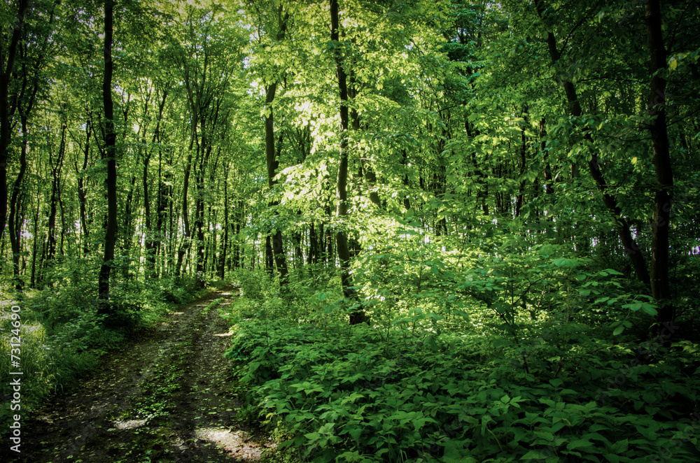 green forest background in a sunny day