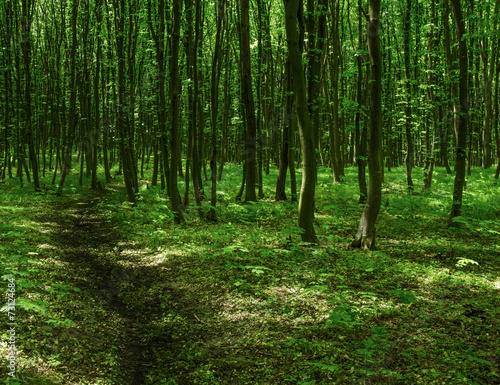 Spring forest background