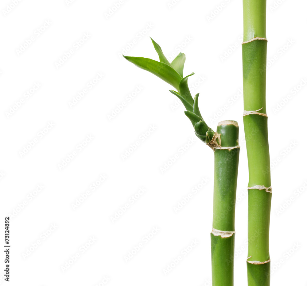 Bamboo isolated on white Bamboo isolated on white