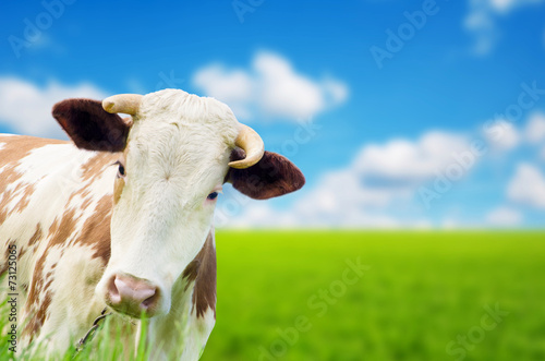 Funny cow on a green summer meadow. Blurred background © ZaZa studio
