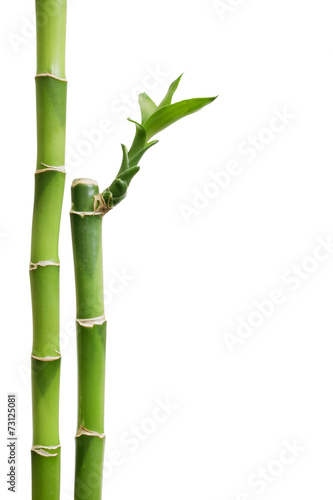 Fresh bamboo isolated on white background