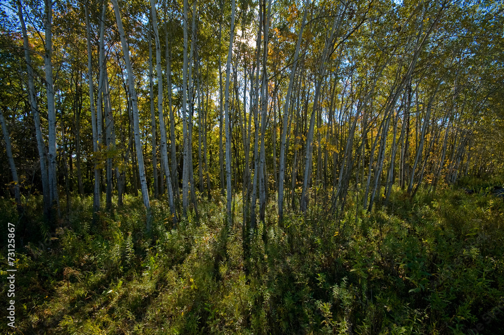 Obraz premium Aspens