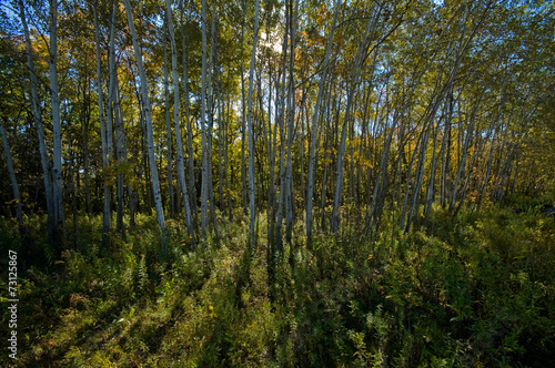 Fototapeta Naklejka Na Ścianę i Meble -  Aspens