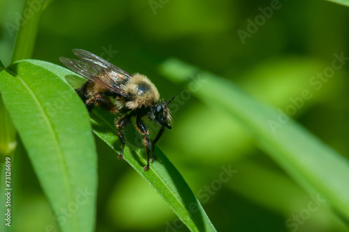 Robber Fly Laphria thoracica © Paul Sparks