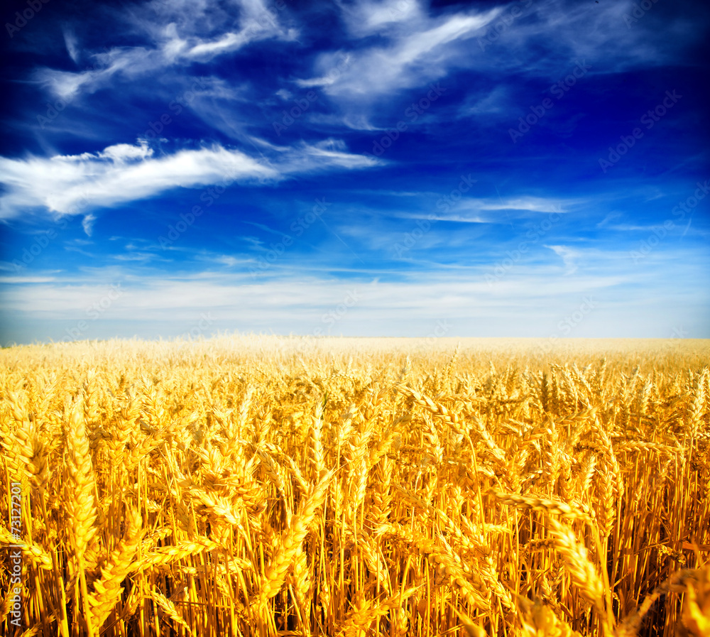 Naklejka premium Wheat field against a blue sky