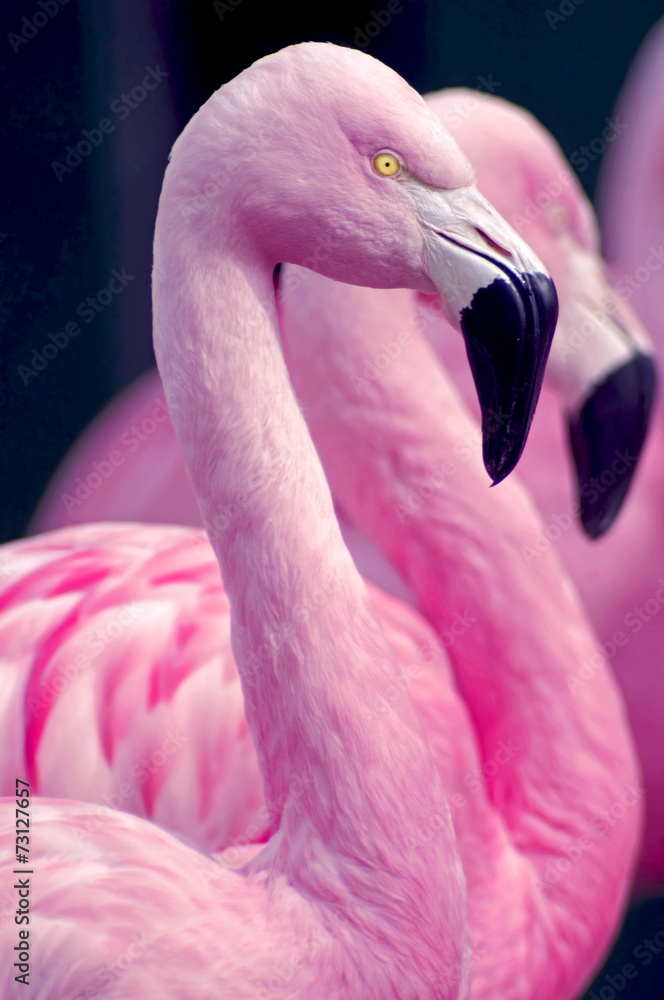 Naklejka premium Różowe flamingi
