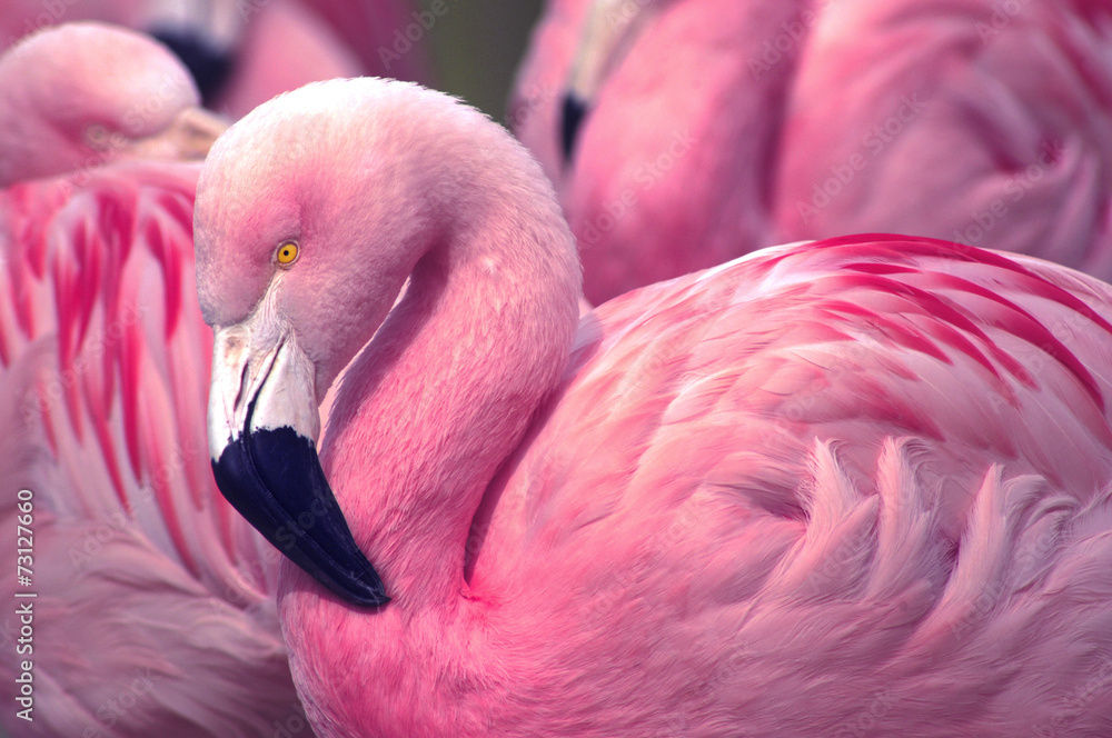 Naklejka premium Chilijski Pink Flamingo
