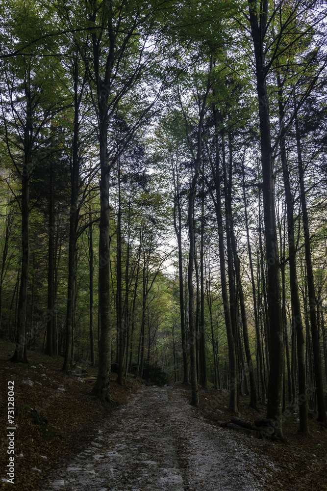 Beautiful forest during autumn in the italian Dolomites