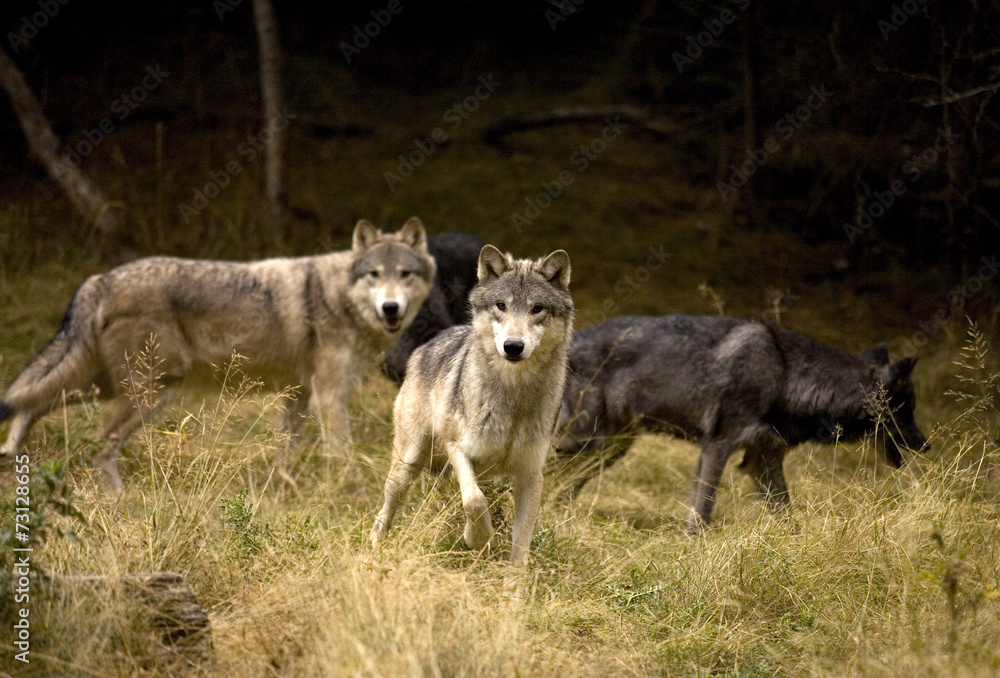 Naklejka premium Curious Wolves in field