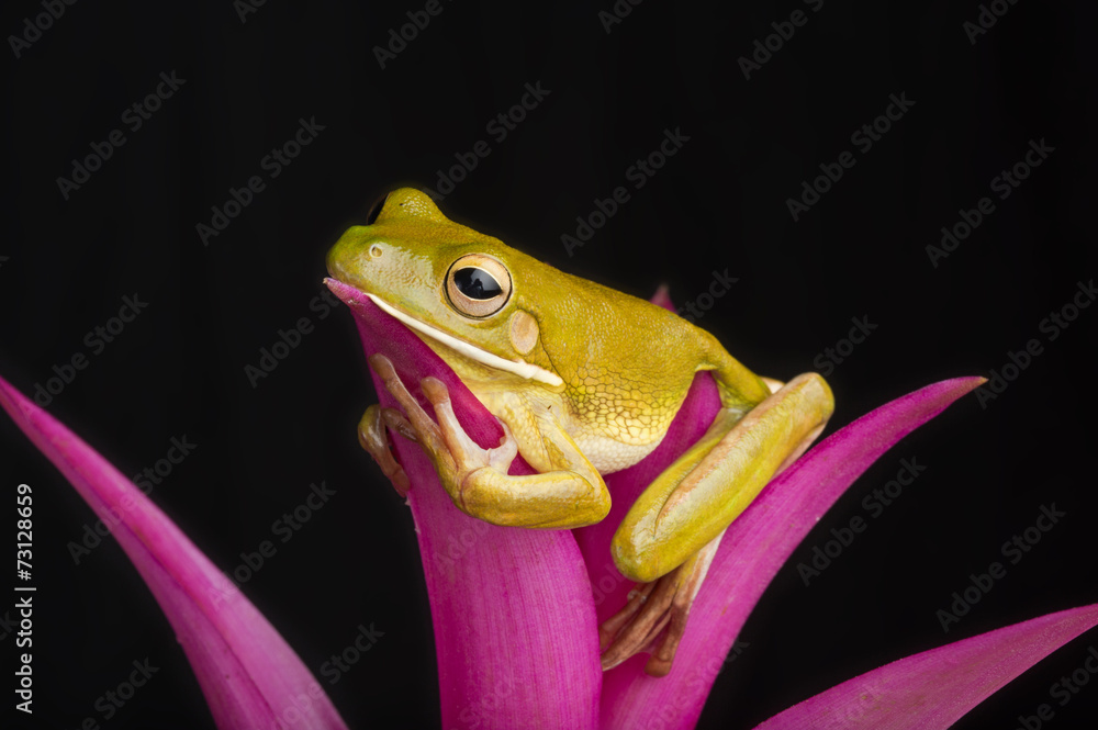 Fototapeta premium Giant Tree Frog on Colorful Leaves