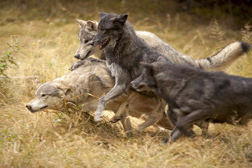 Wandcirkels Wolf Spelende grijze wolven in roedel  © Jeff McGraw