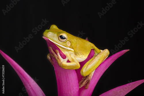 Tablou canvas Giant Tree Frog on Colorful Leaves