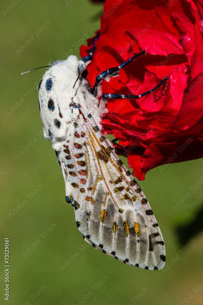 Fototapeta premium Giant Leopard Moth (Hypercompe scribonia)