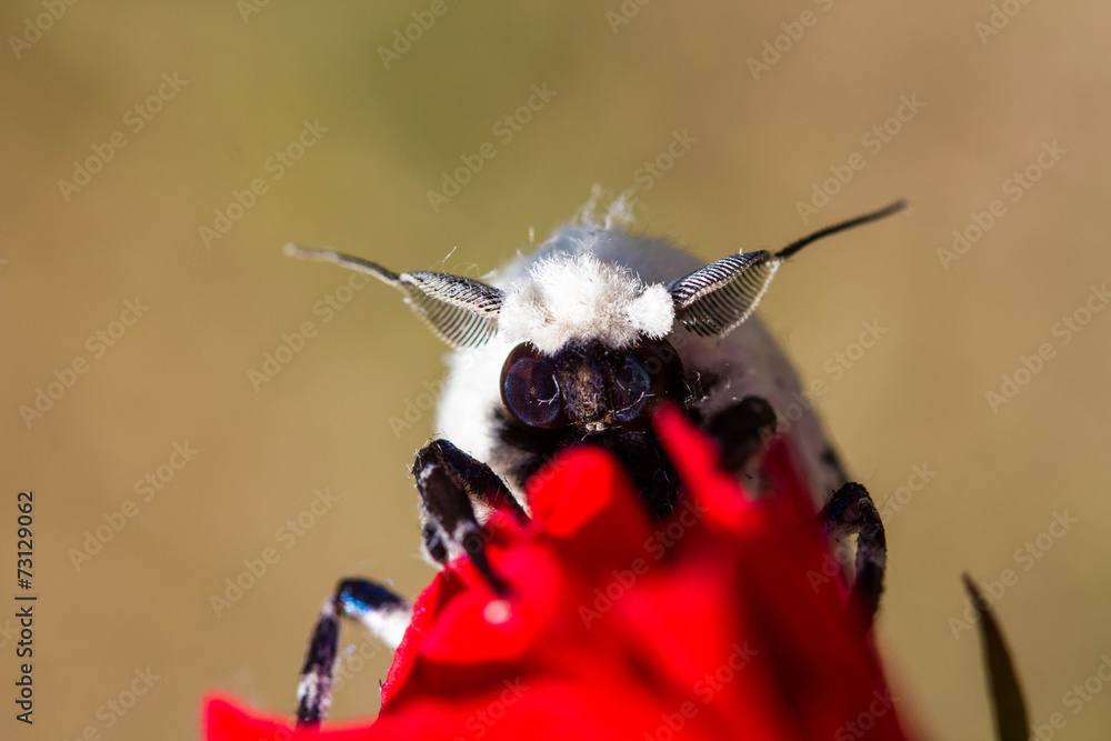 Fototapeta premium Giant Leopard Moth (Hypercompe scribonia)