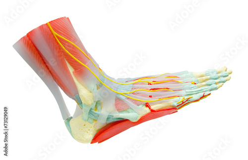 Human Foot Muscles Anatomy Model for study medicine. photo