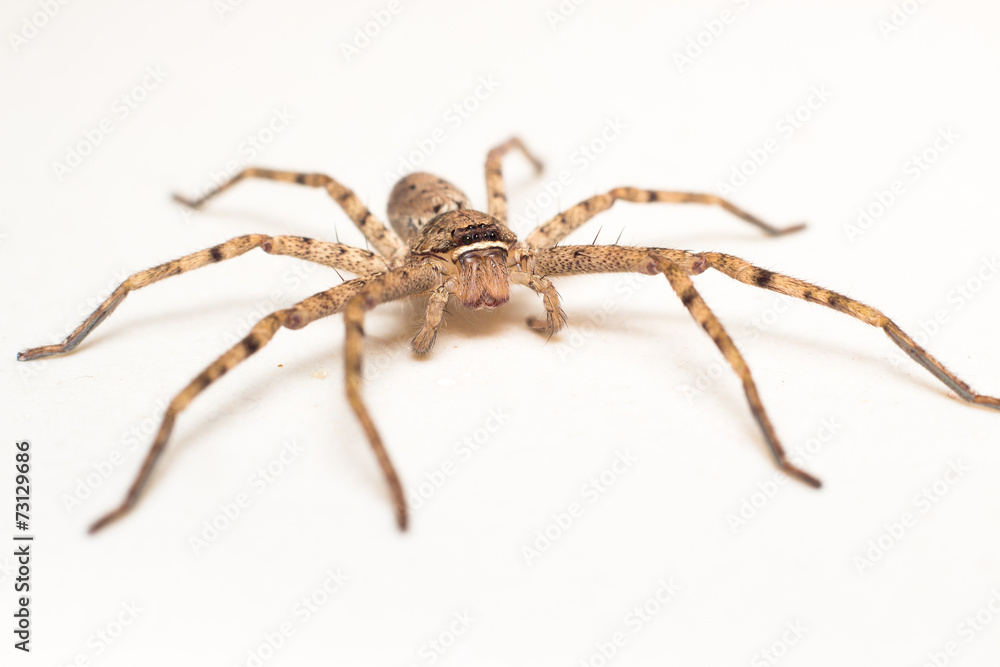 brown spider isolated on white background close-up brown spider isolated on white background close-up