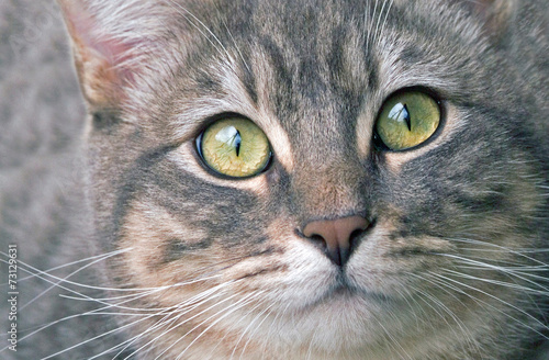 Silver Tabby Cat Close Up © Jeff McGraw
