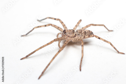 brown spider isolated on white background close-up © airobody