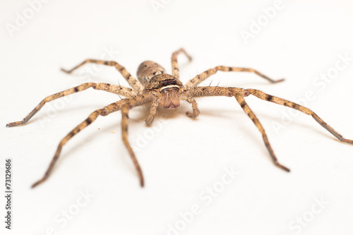 brown spider isolated on white background close-up