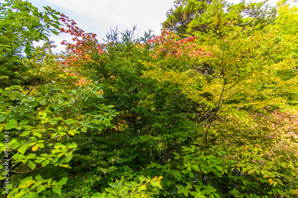 Fototapeta premium Trees were autumn leaves in Japan