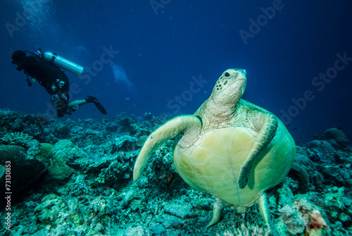 Diver and green sea turtle in Derawan, Kalimantan underwater