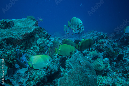 Group golden spadefish swim in Derawan, Kalimantan underwater