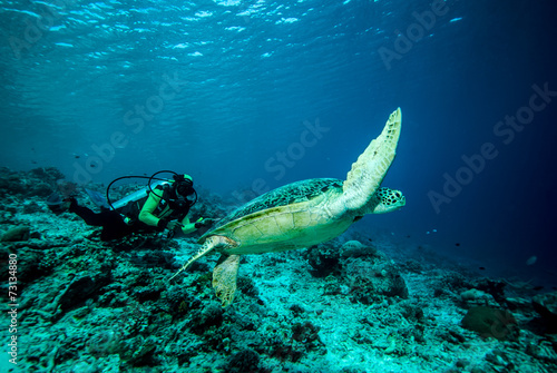 Diver and green sea turtle in Derawan, Kalimantan underwater © fenkieandreas