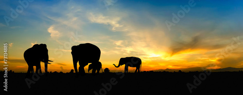 Photography Silhouette elephant over sunset.