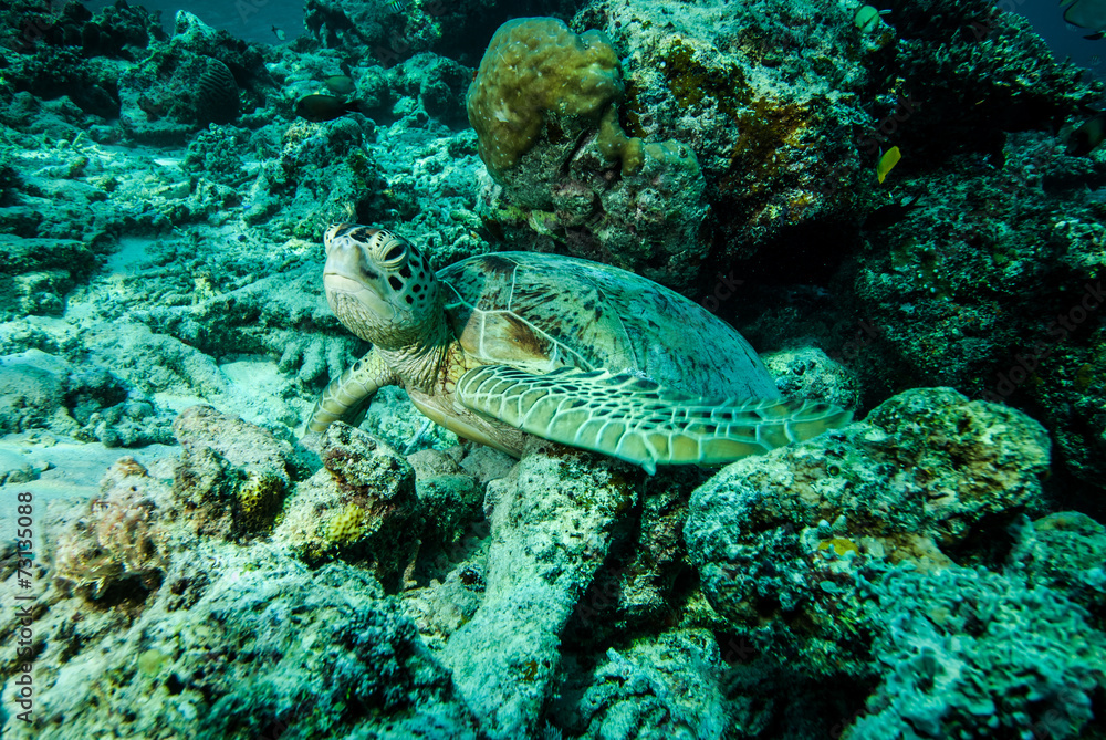 Green sea turtle resting in Derawan, Kalimantan underwater Green sea turtle resting in Derawan, Kalimantan underwater