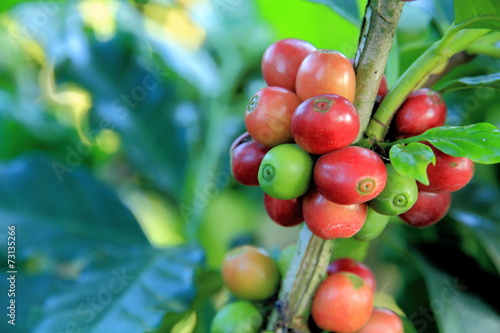 Fresh coffee beans color red and green on the coffee tree in the plantations have sunlight in the back.
