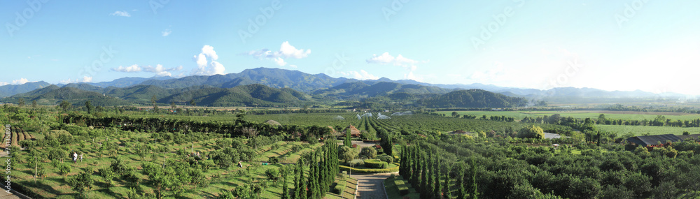 Orange plantation panorama