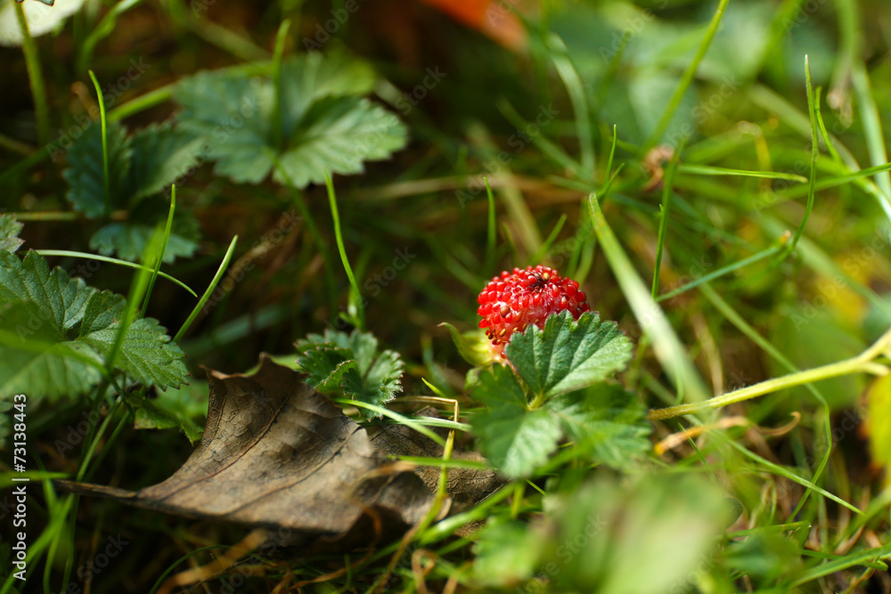 Little strawberry in forest