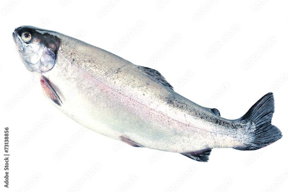 Naklejka premium Fresh trout fish isolated on white