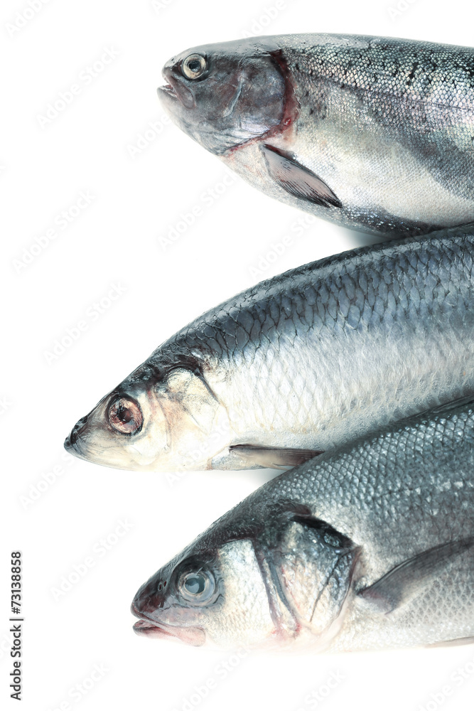 Fresh fish isolated on white